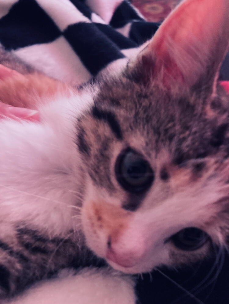 darla